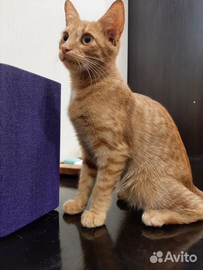 Ярко рыжий котенок мальчик Перчик в дар