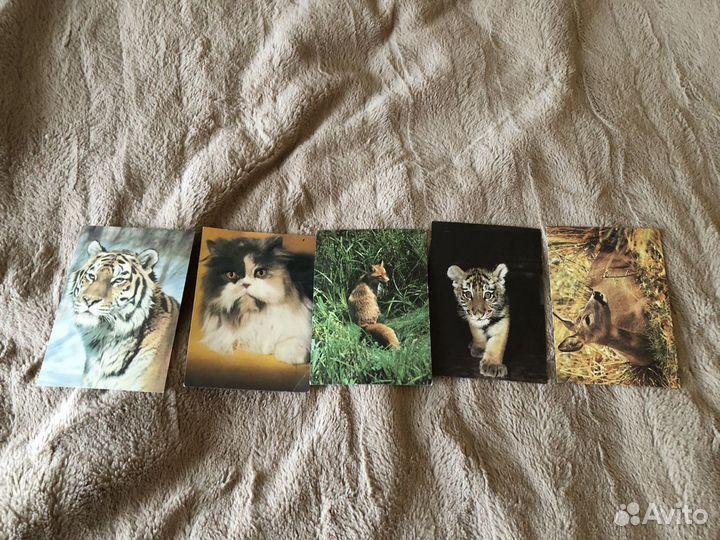 Старые открытки с собаками, кошками, др.животными