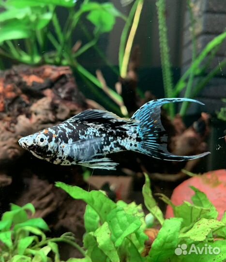 Моллинезия далматинец лирохвостая