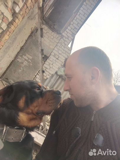 Вязка собаки ротвейлер