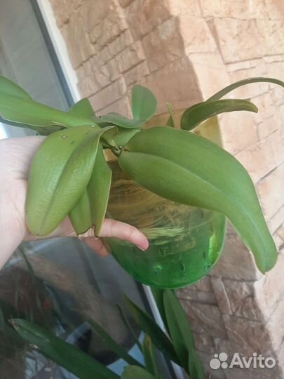 Орхидея фаленопсис, бери ода, berry oda