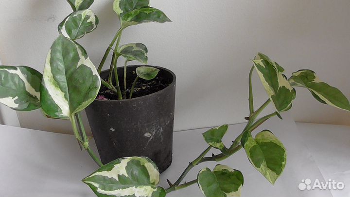 Сциндаптус Энджой