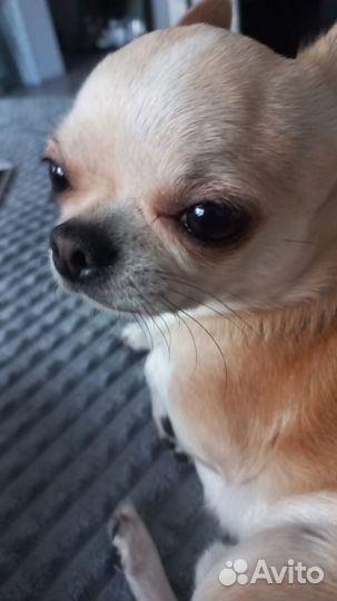 Ищем невесту. Чиахуа, 3 года, парень для вязки