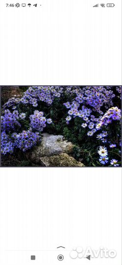 Цветы для сада