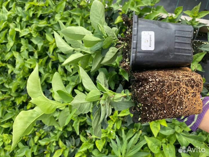 Саженцы «Сирень»