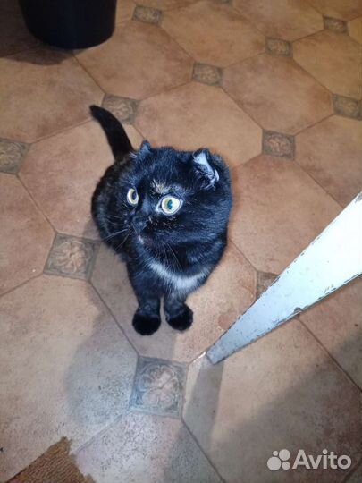 Кошка в дар