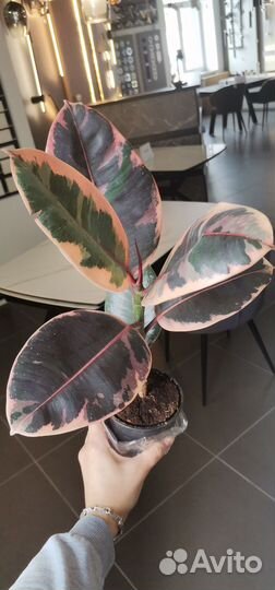 Комнатные растения