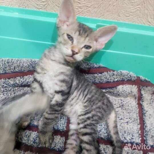 Котята сфинкс браш