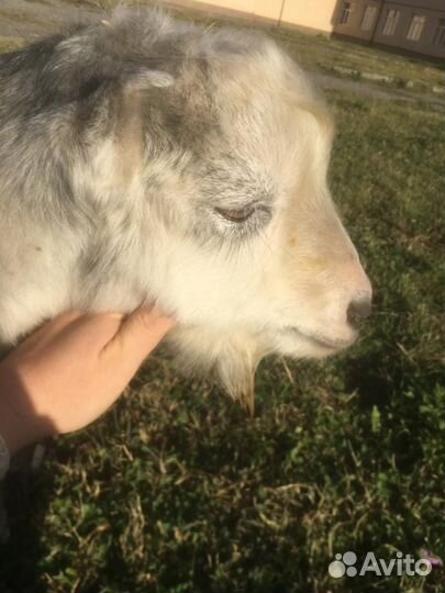 Козел на племя Ламанча