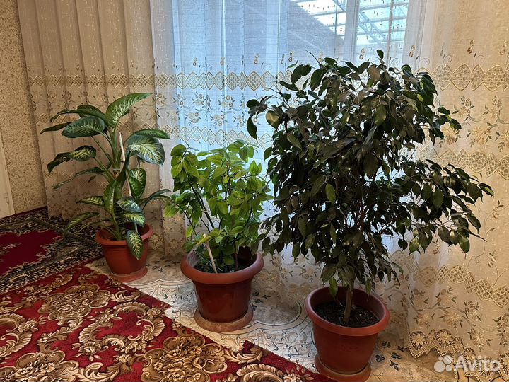 Домашние цветы