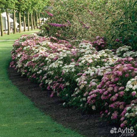 Спирея японская Широбана 