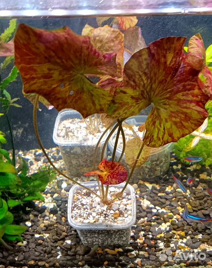 Нимфея тигровая красная