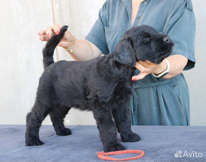 Русский черный терьер щенки
