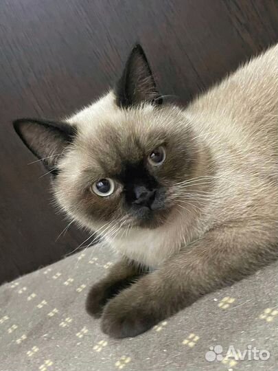 Шотландский Кот вязка