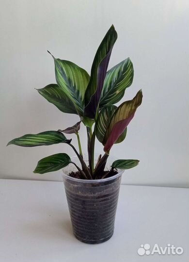 Калатея Пинстрайп Бьюти Стар