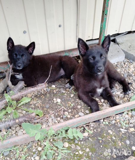 Щенок девочка метис лайки