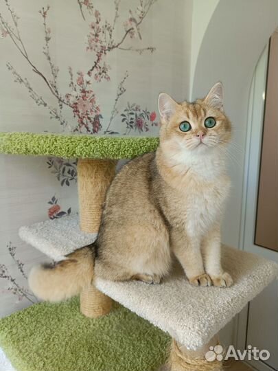 Золотой котик