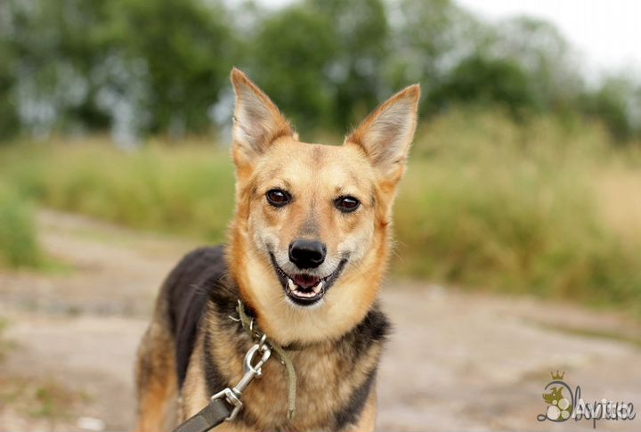 Позитивная Нелли в поисках дома