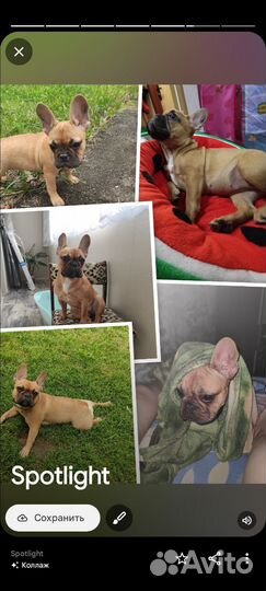 Французский бульдог отдам в добрые руки