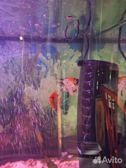 Рыба скалярии