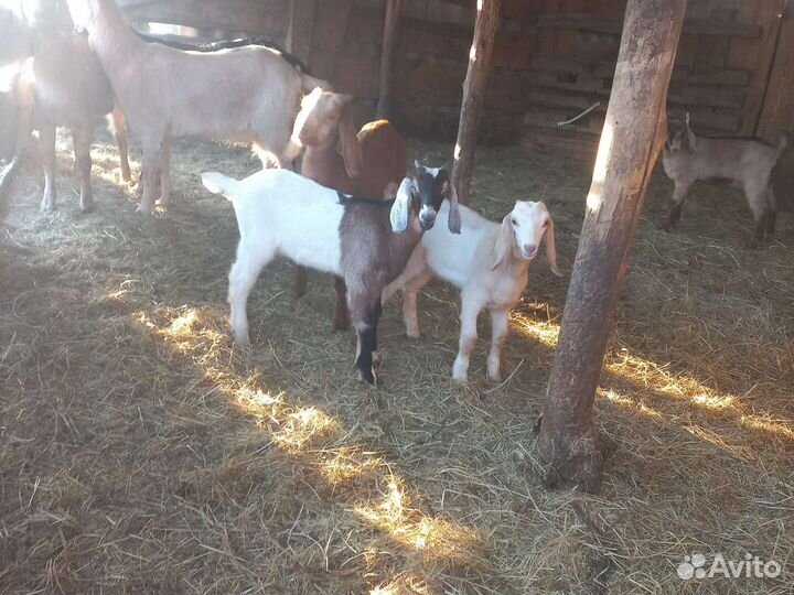 Нубийский козлик