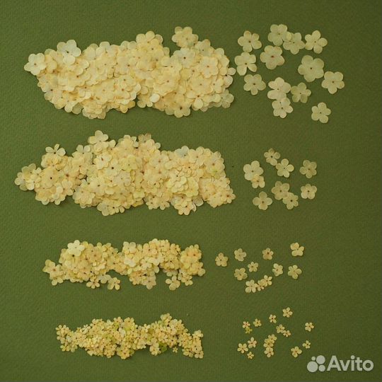 Сухоцветы для свечей и мыла