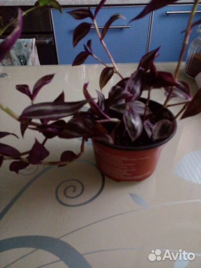 Традисканция Зебрина