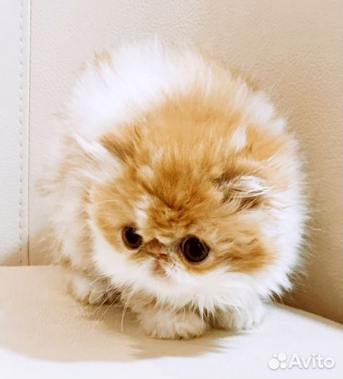 Персидская кошка