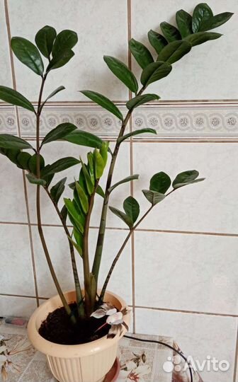 Растение Замиокулькас