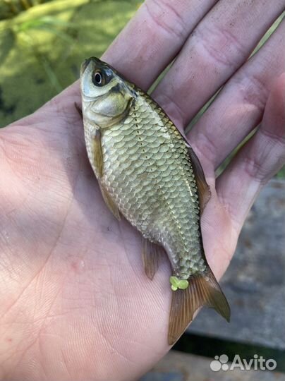 Живец для рыбалки