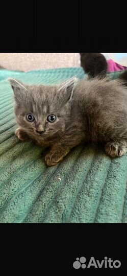 Милый серый котенок