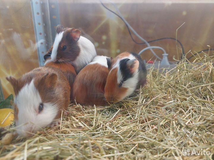 Морская свинка