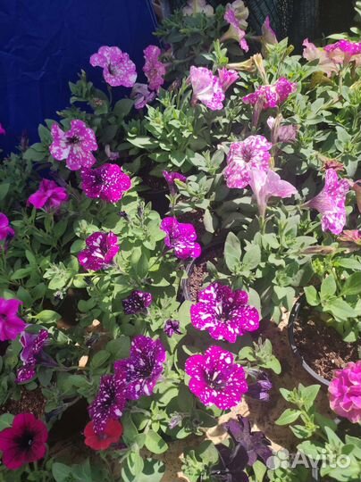 Вегетативная петуния опт