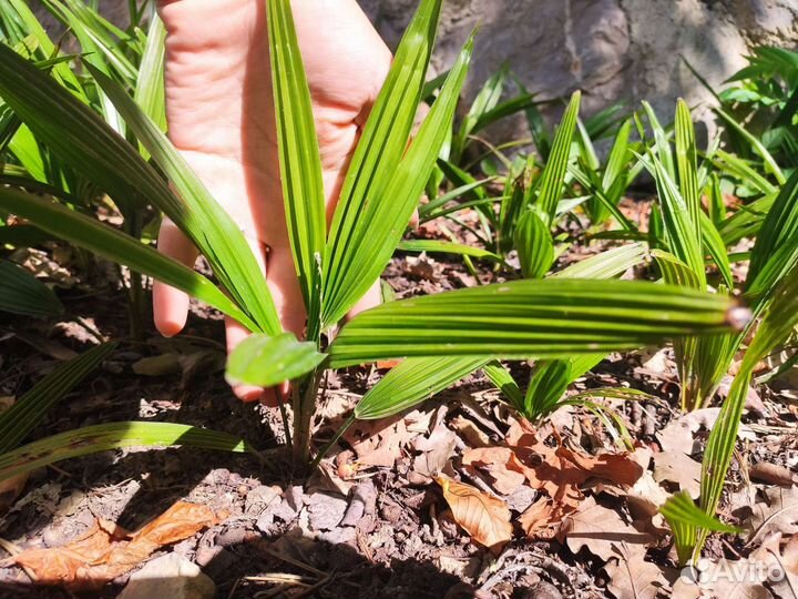 Пальма трахикарпус форчуна (веерная)