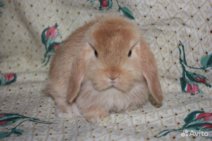 Вислоухие крольчата Mini Lop