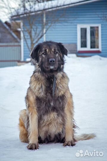 Отдам в добрые руки