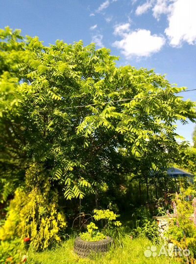 Сумах. Орех Манчжурский. Лещина. Форзиция. Миндаль