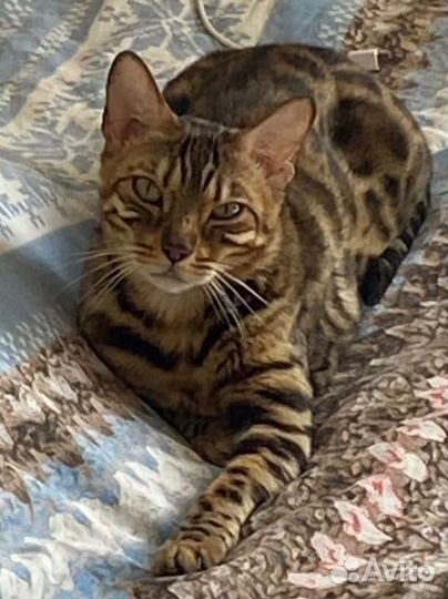 Бенгальская кошка бесплатно