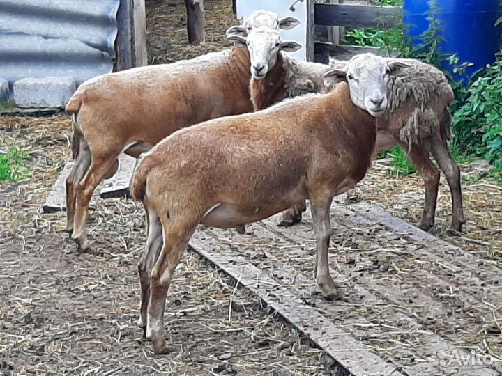 Катумские бараны, ягнята, козлята