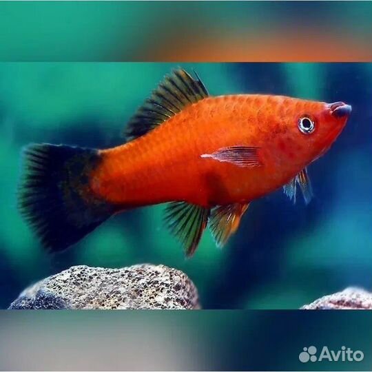 Рыбки, Месеносец, Молинезия, Данио, Гуппи
