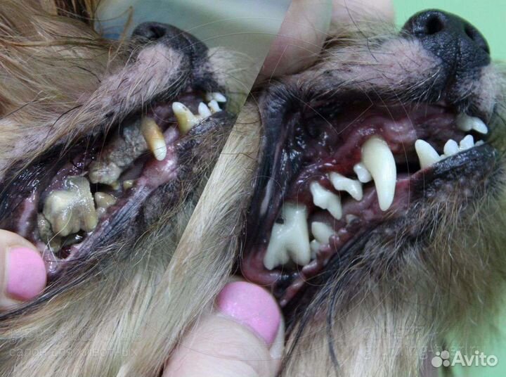 Ветеринарный врач