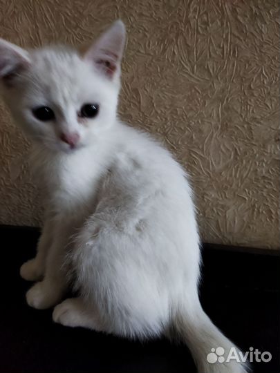 Котята турецкой ангоры