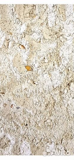 Мучка гороховая, кормовая