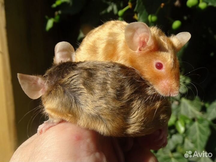 Сатиновые мышки. (рексы и гладкие)