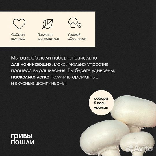 Набор для выращивания шампиньонов. Грибница