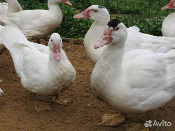 Инкубационное яйцо индоутки