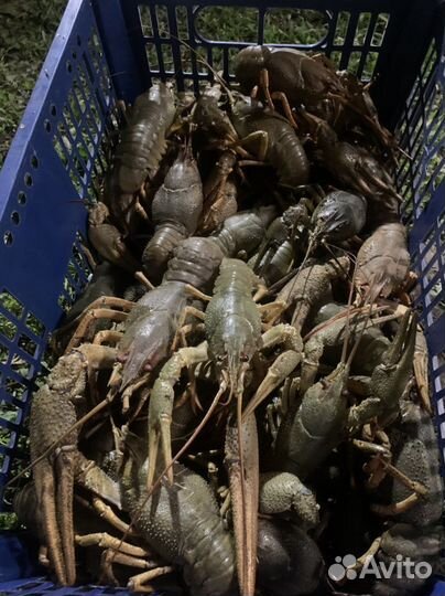 Раки живые в наличии
