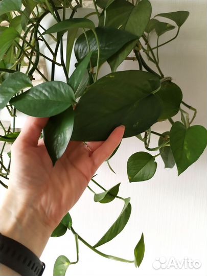 Сциндапсус