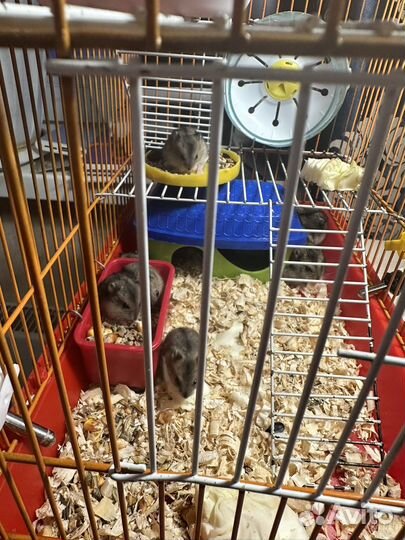 Джунгарский хомяк