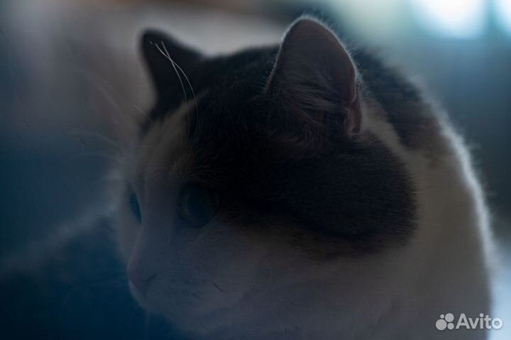 Фотограф / видеооператор / монтажер